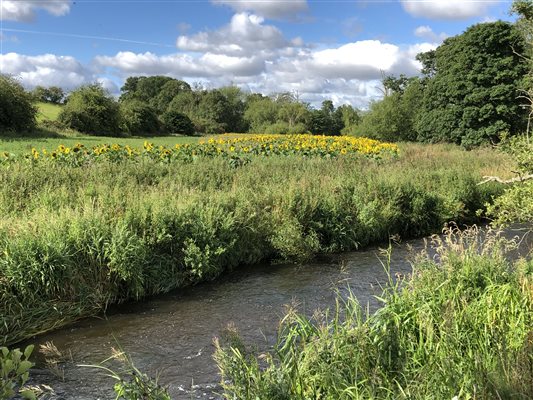 River Eden